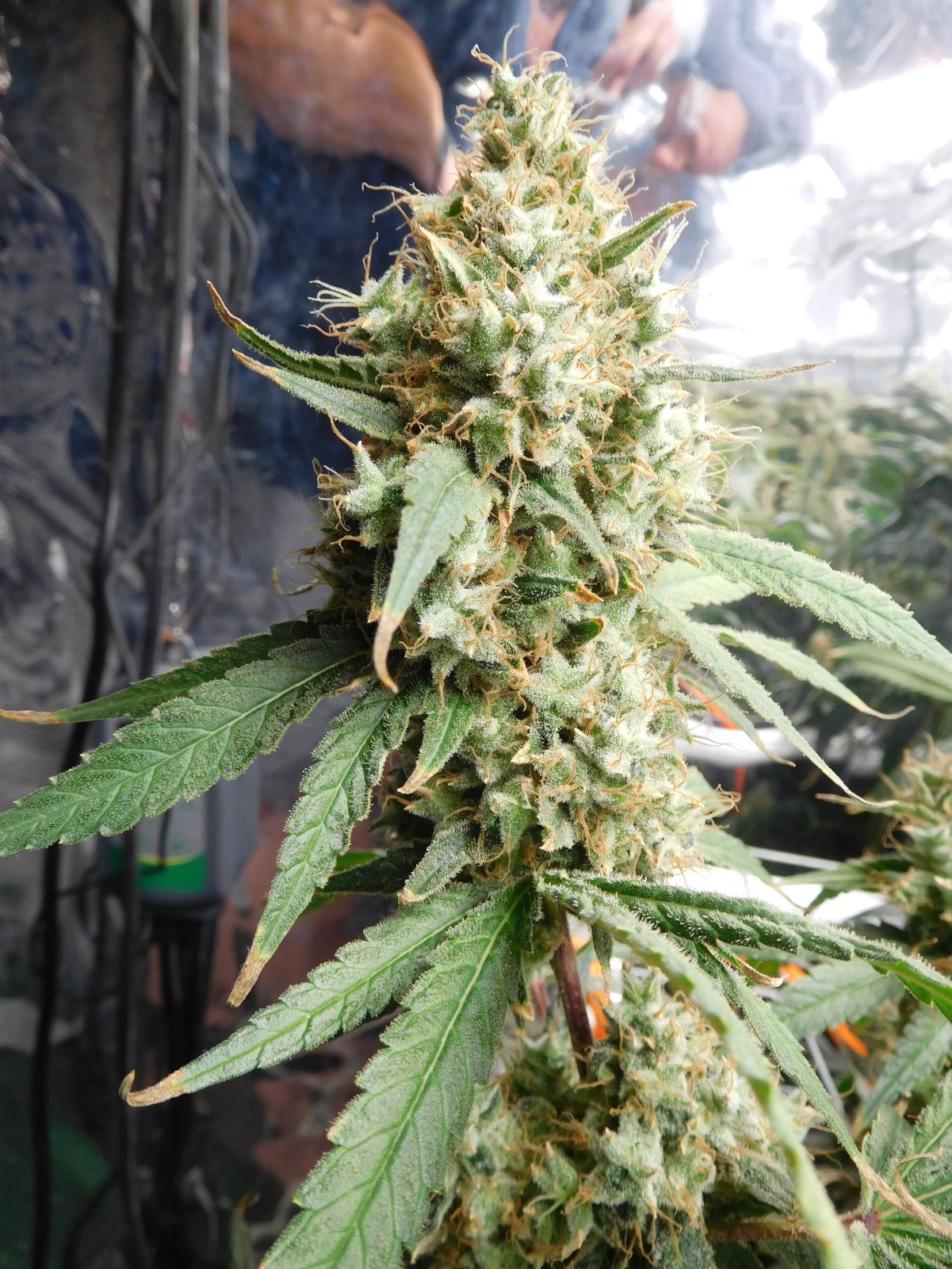 AG Day 75 Flower (11).JPG