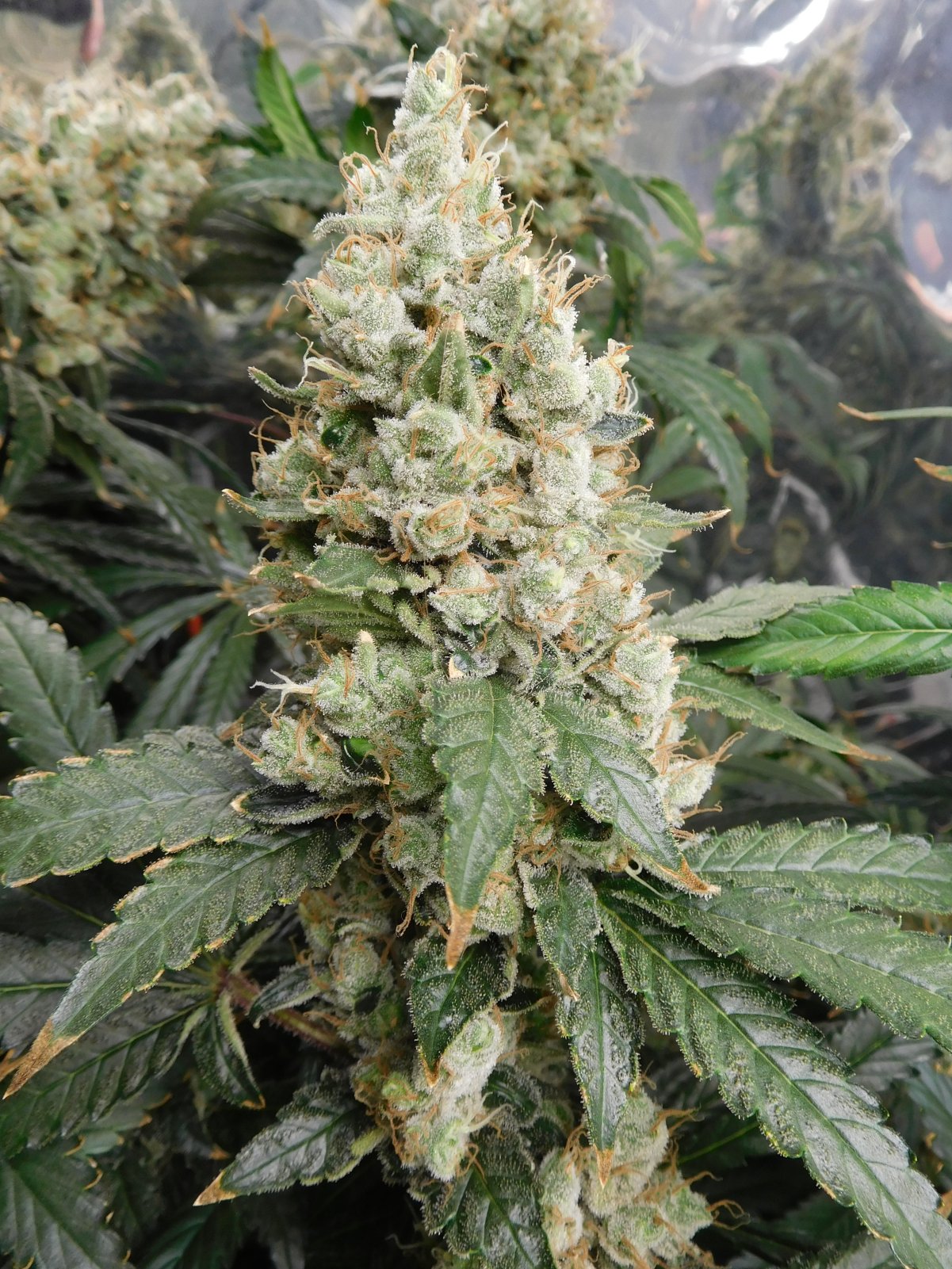 AG Day 75 Flower (14).JPG