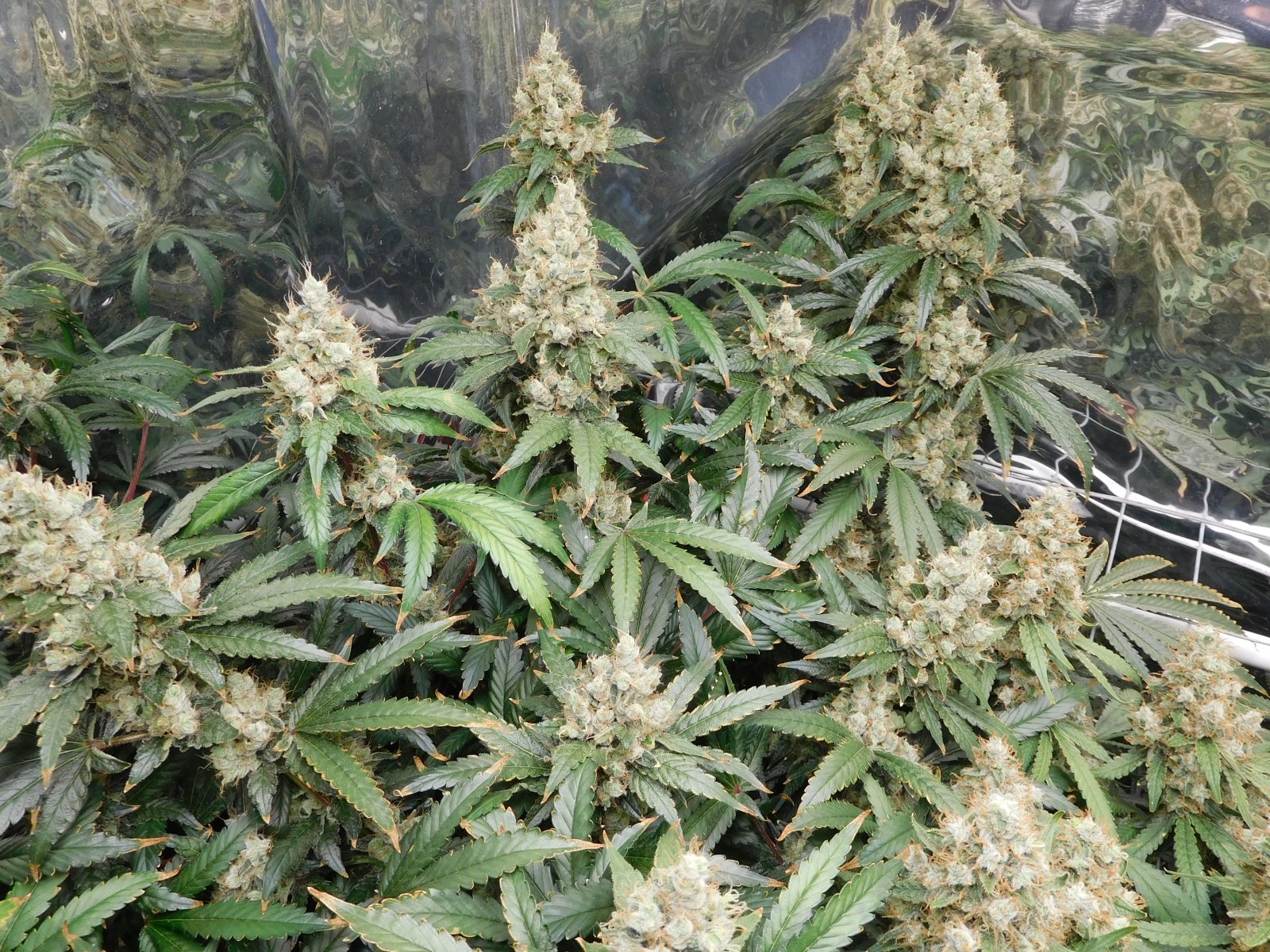 AG Day 75 Flower (4).JPG