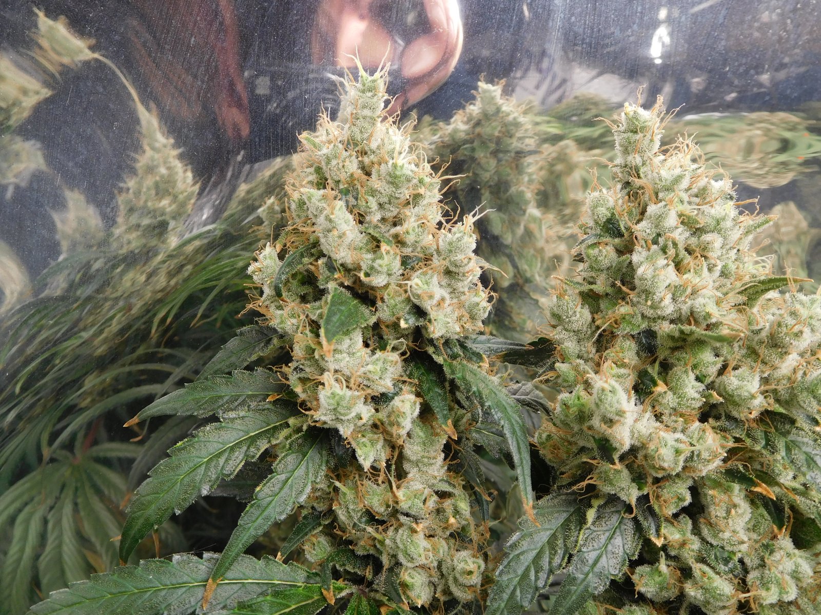 AG Day 75 Flower (7).JPG