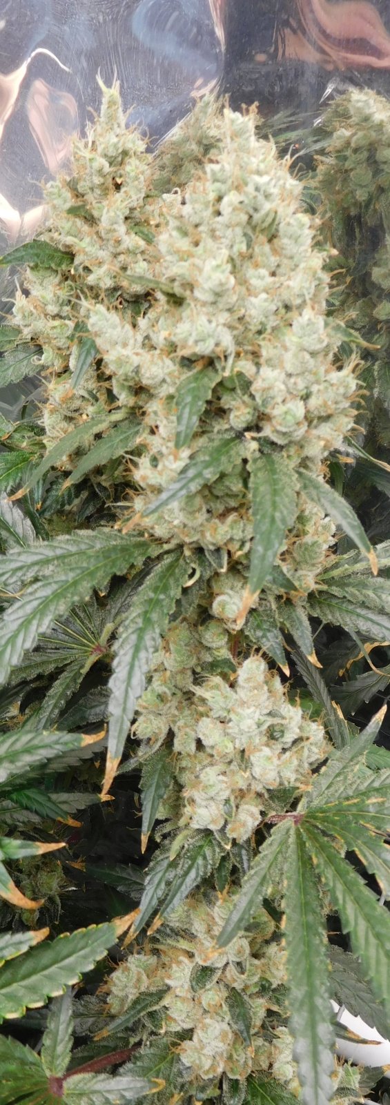 AG Day 75 Flower (8).JPG