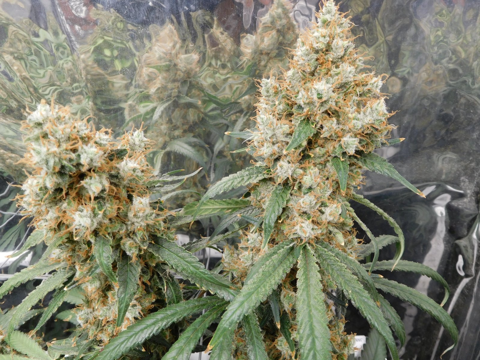 AG Day 75 Flower (9).JPG