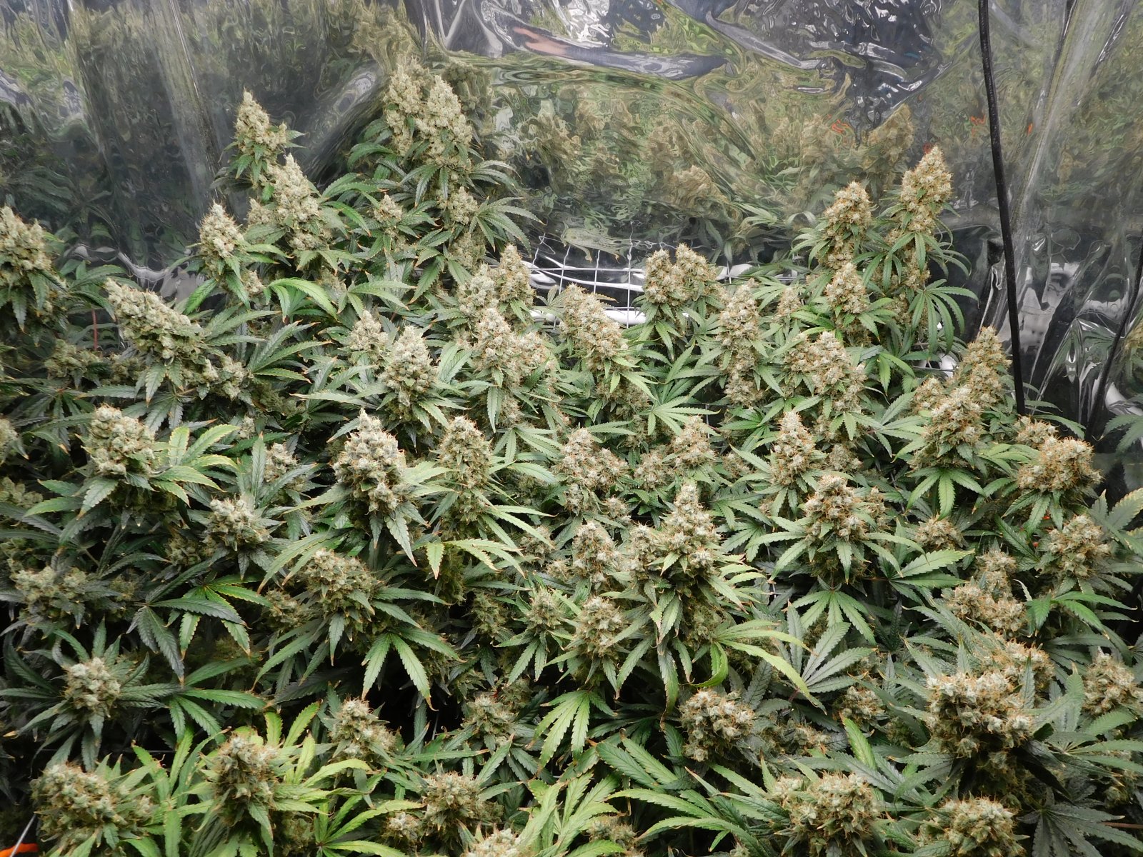 AG Day 77 Flower (2).JPG