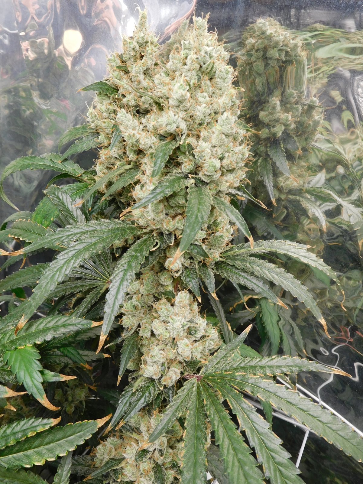 AG Day 77 Flower (3).JPG