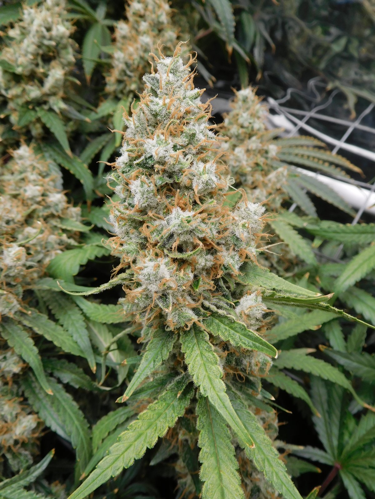 AG Day 77 Flower (5).JPG