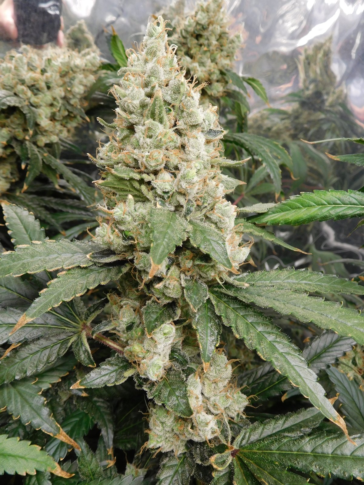 AG Day 77 Flower (6).JPG