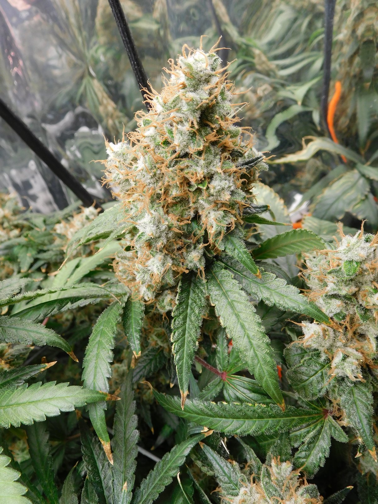 AG Day 77 Flower (7).JPG