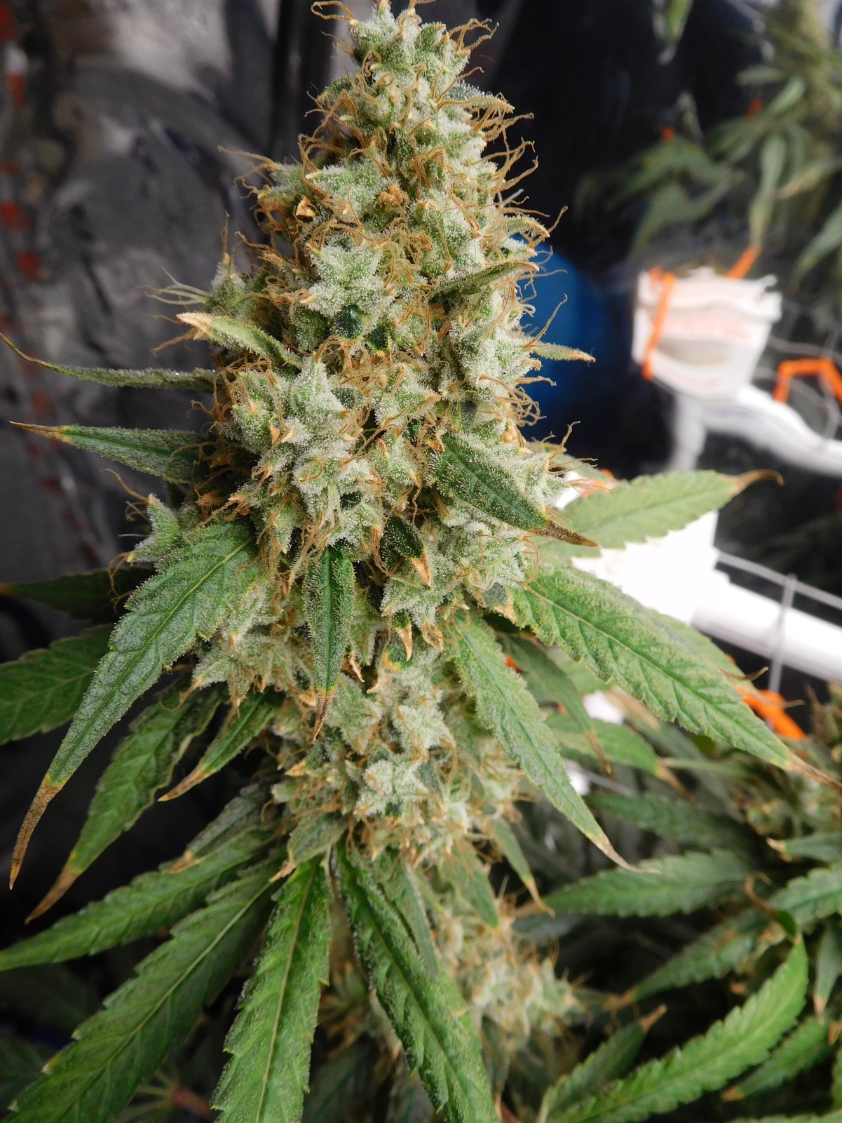 AG Day 77 Flower (8).JPG