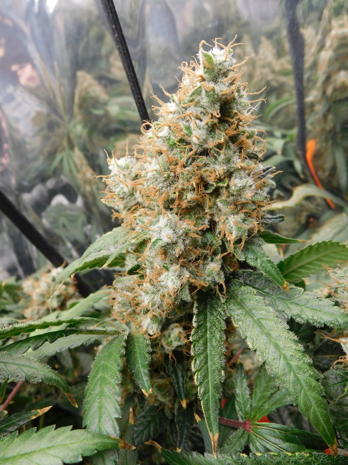 AG Day 78 Flower (10).JPG