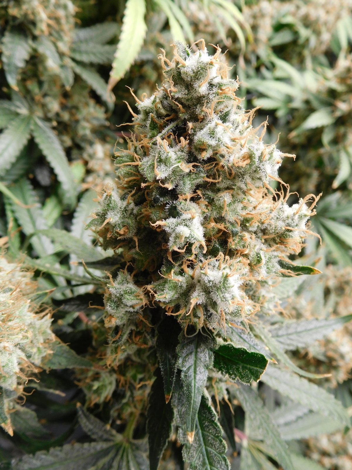 AG Day 78 Flower (11).JPG