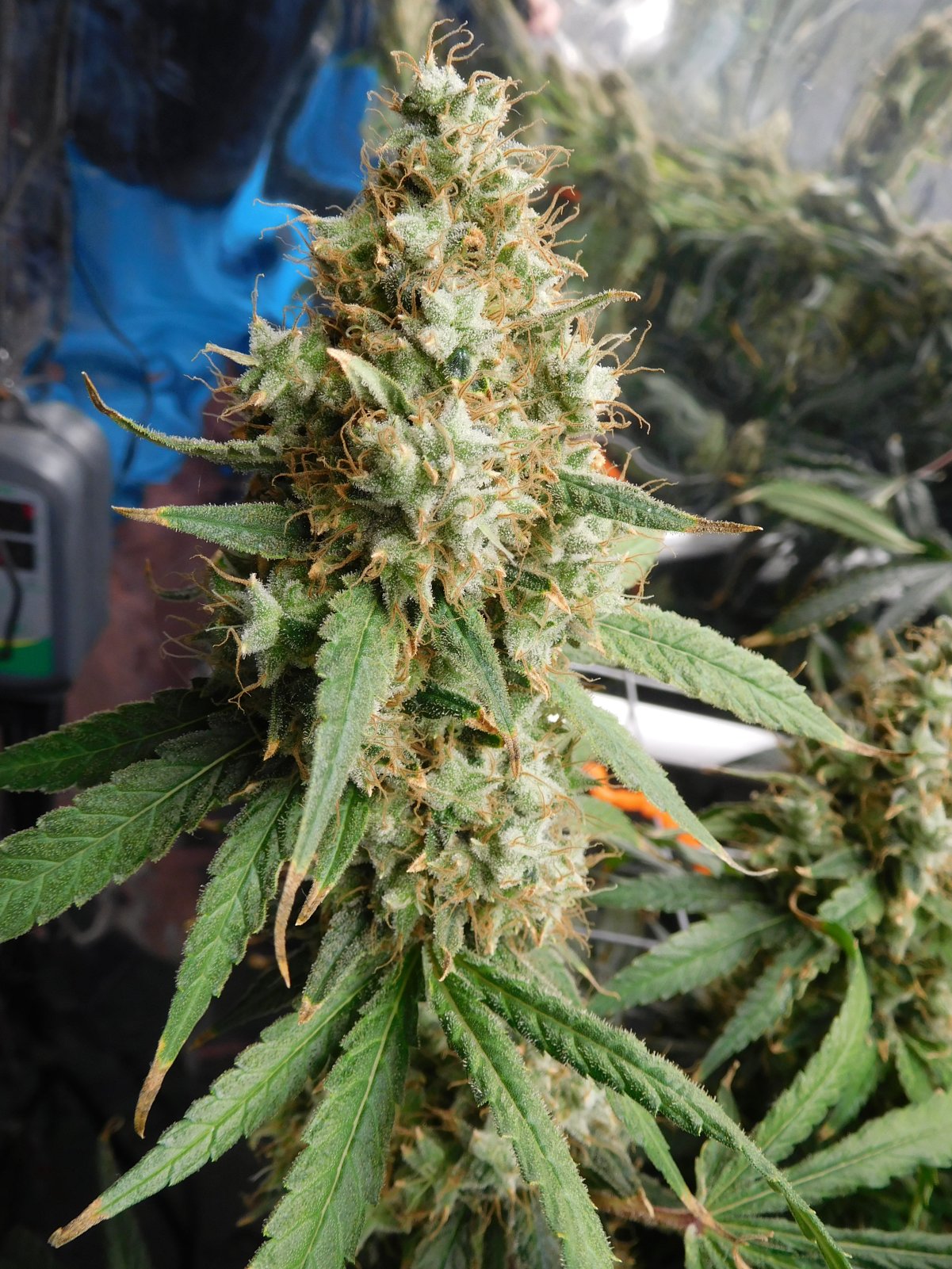 AG Day 78 Flower (12).JPG