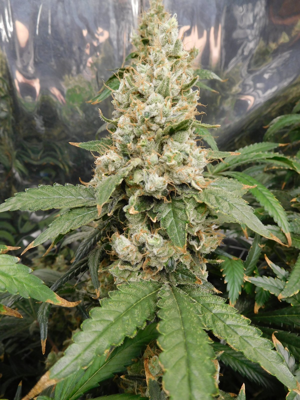 AG Day 78 Flower (5).JPG