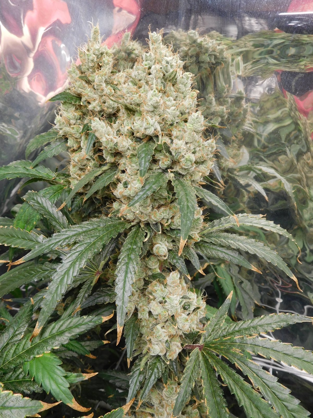 AG Day 79 Flower (2).JPG