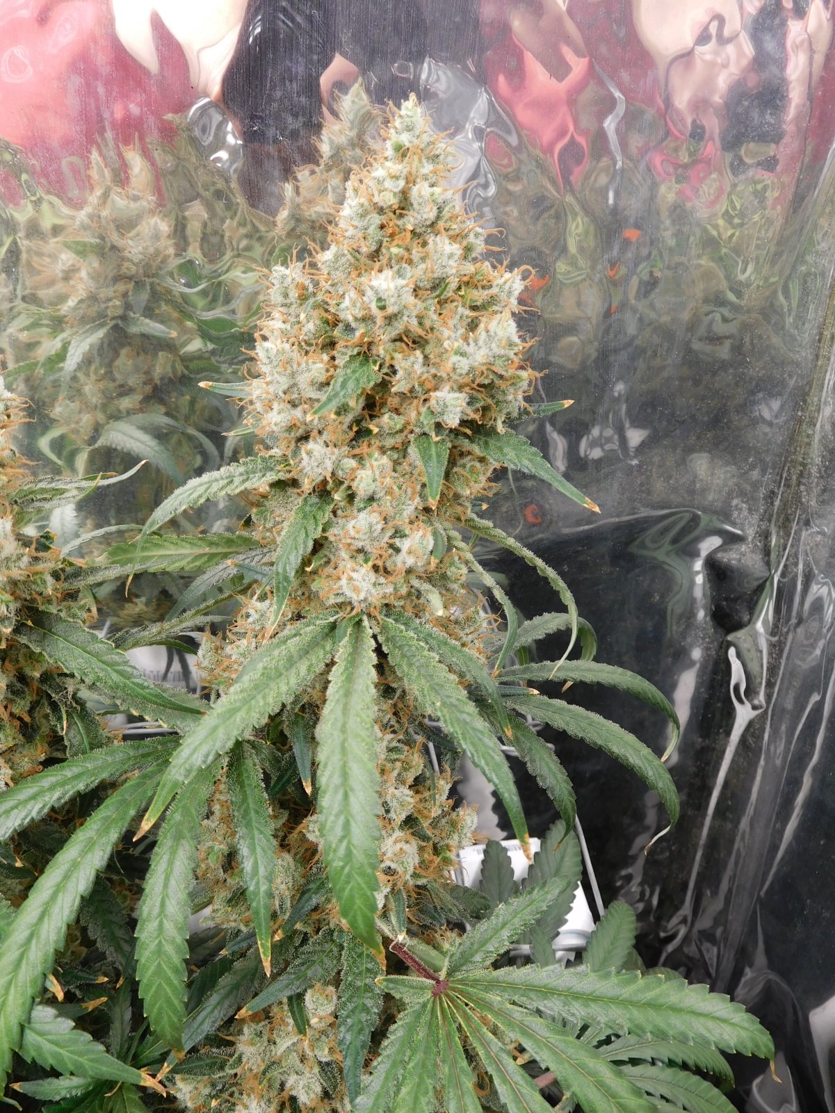 AG Day 79 Flower (5).JPG