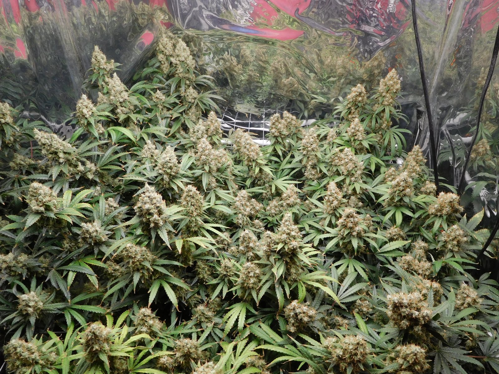 AG Day 80 Flower (5).JPG