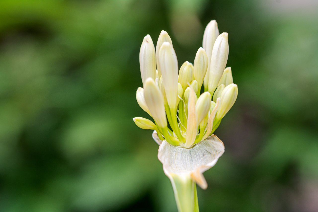 Agapanthus