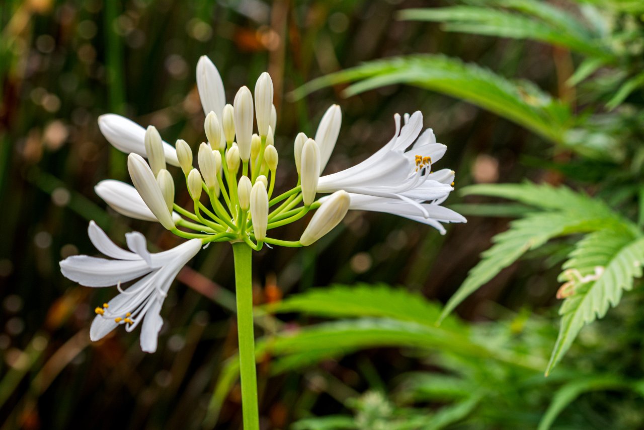 Agapanthus