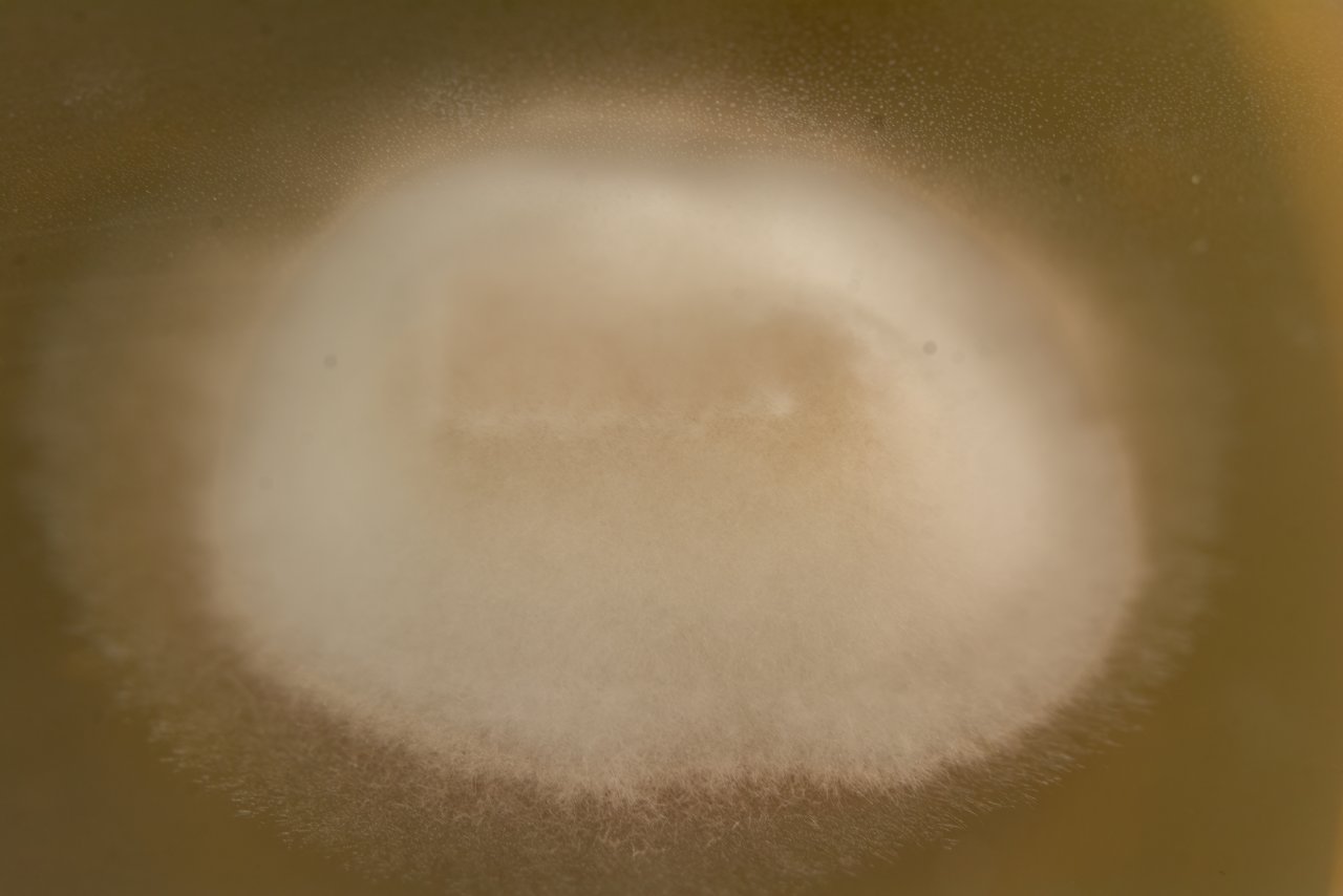 Agar transfer mycelium growth.jpg