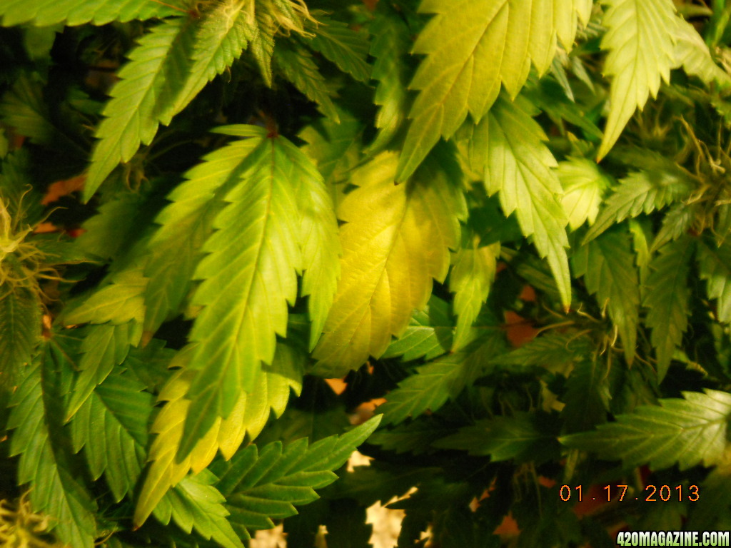 AI yellowing leaves