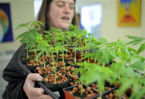 Aimee Polacci is Garden Resource Mgr For Medicine Healing Center.