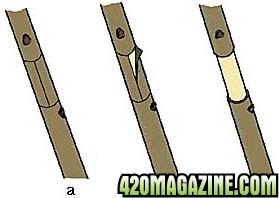 Air layering - Figure 1