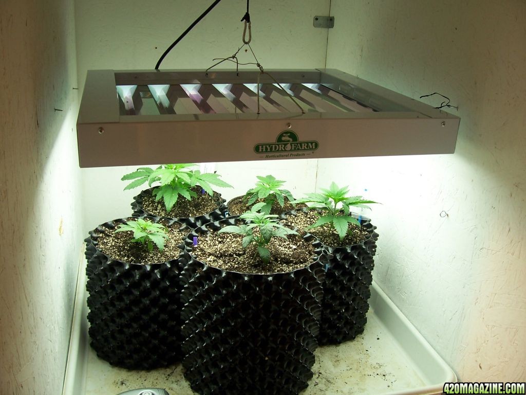 Air Pot Nursery w/ OG Kush, LAW, &amp; Grapegod