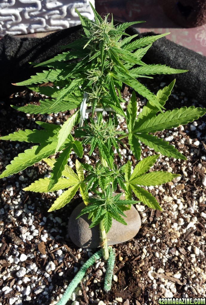 AK 4 day 43