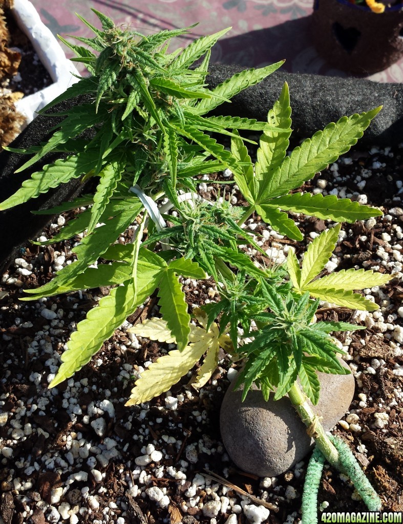 AK 4 day 47