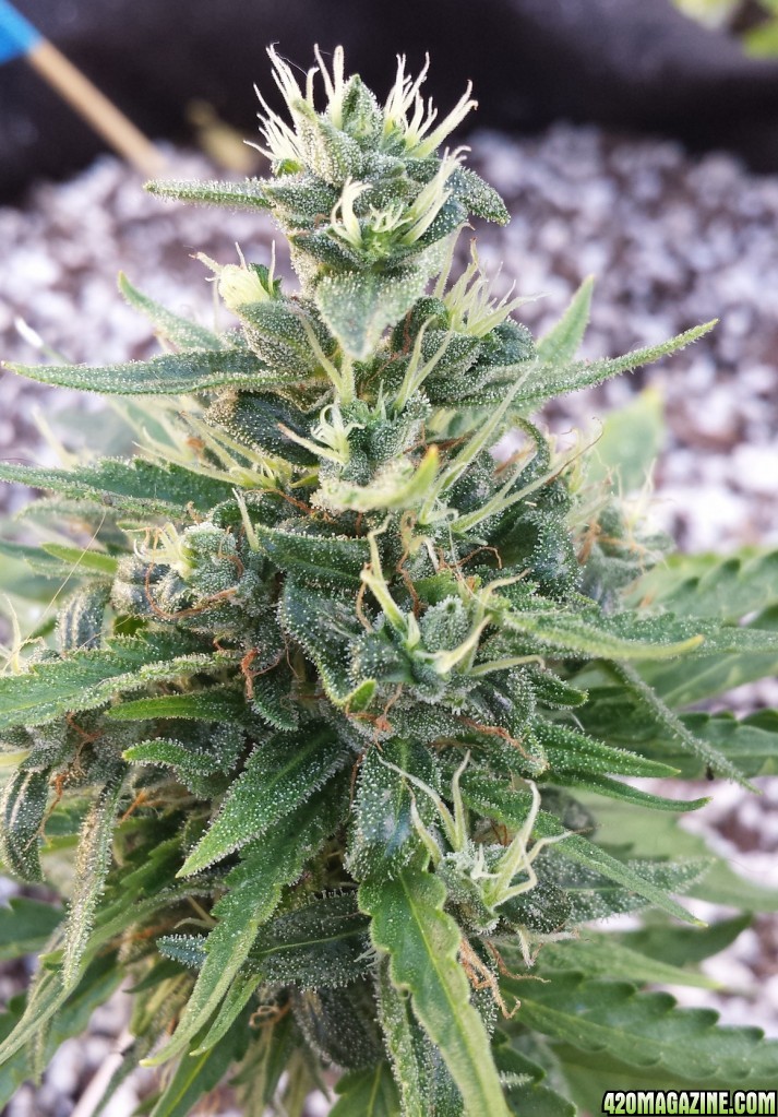 AK 4 day 56