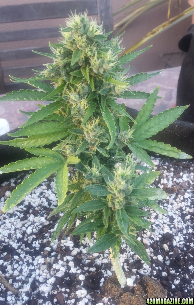 AK 4 day 62