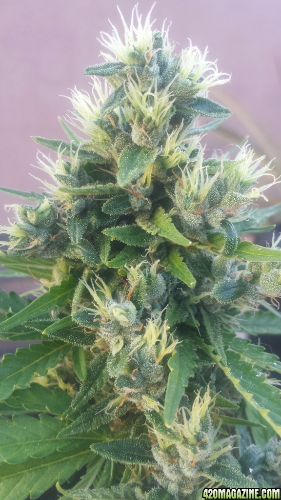 AK 4 day 62