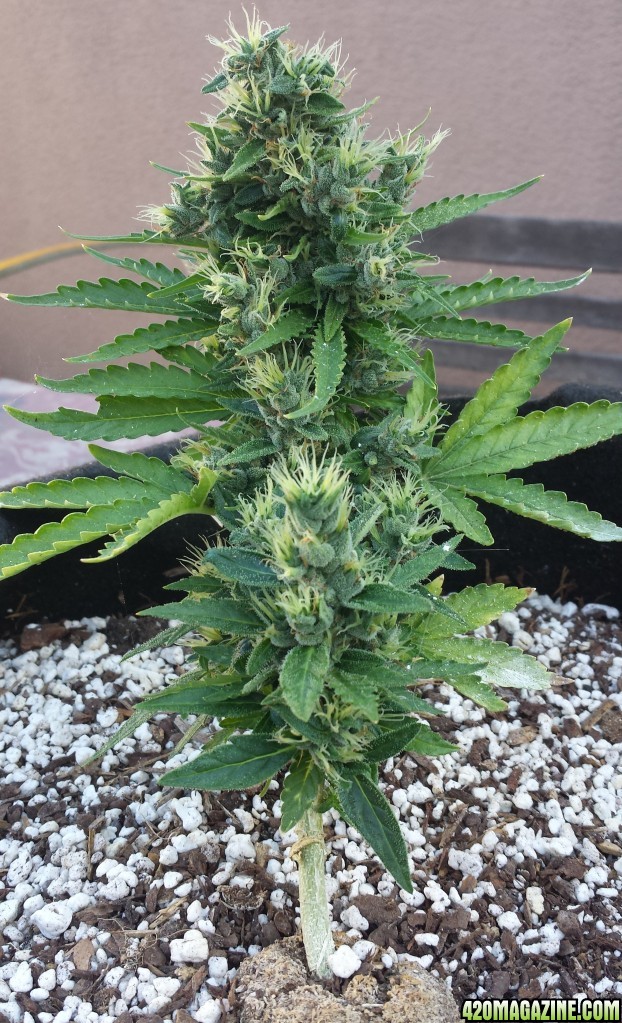 AK 4 day 65