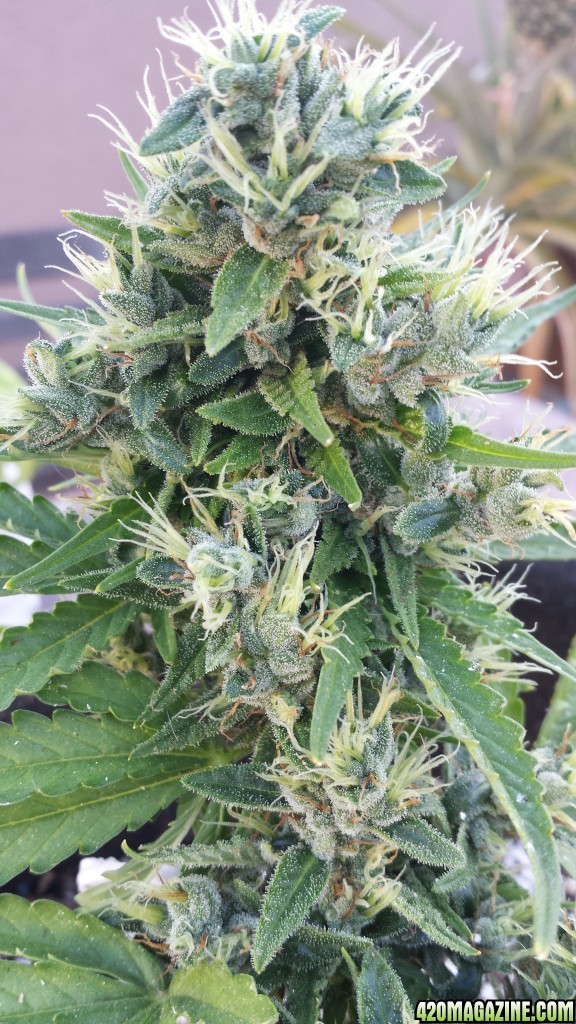 AK 4 day 65