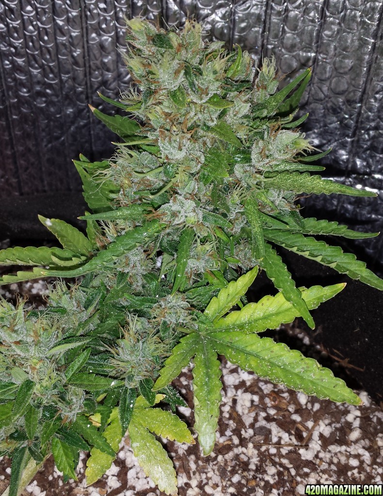 AK 4 day 71