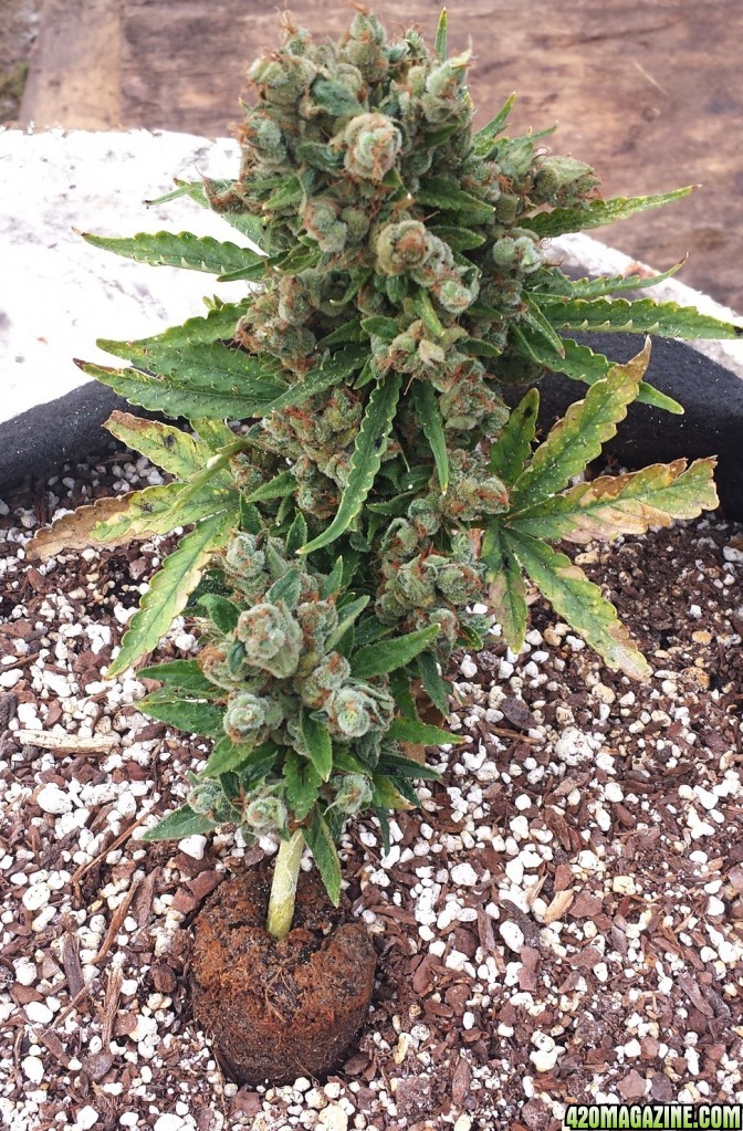 AK 4 day 96