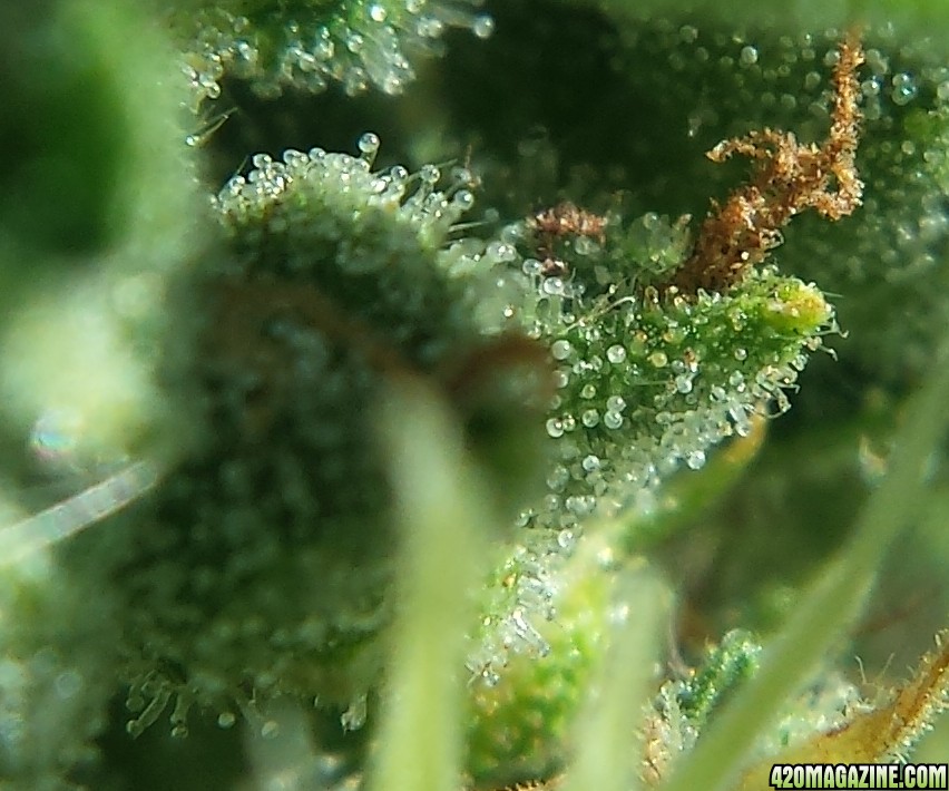 AK 4 macro day 60