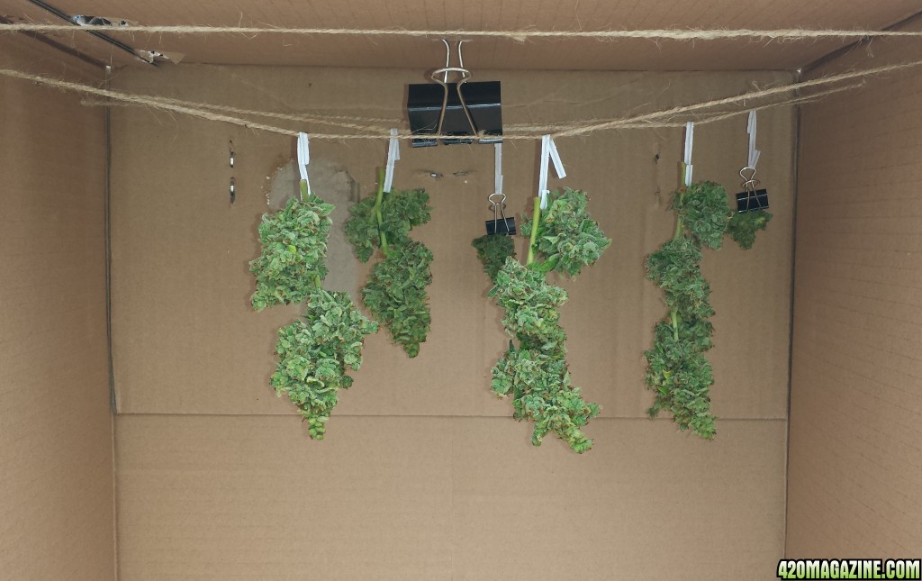 AK-47 2nd harvest buds hanging