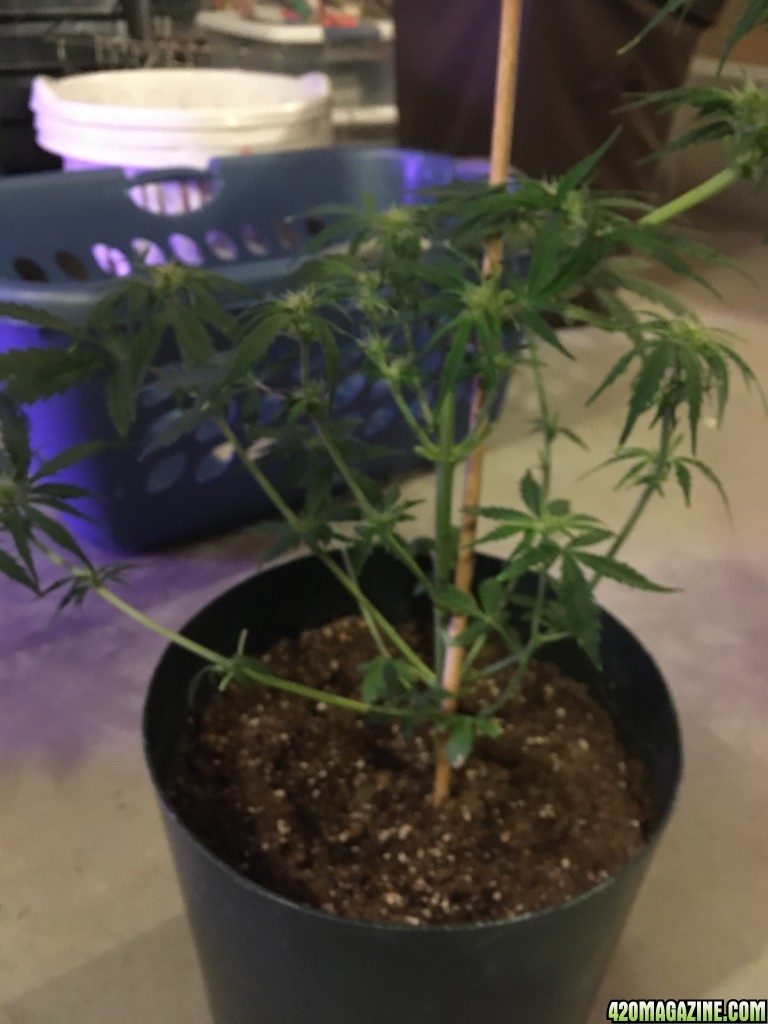 AK-47 Auto after taking off leaves