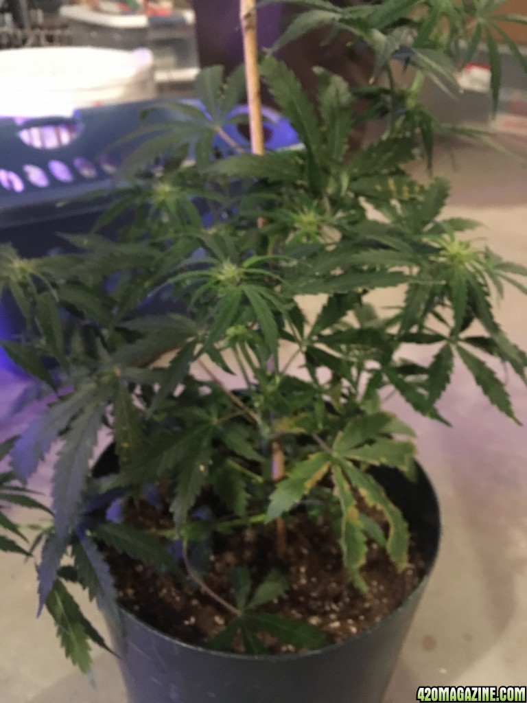 AK-47 Auto before taking off leaves