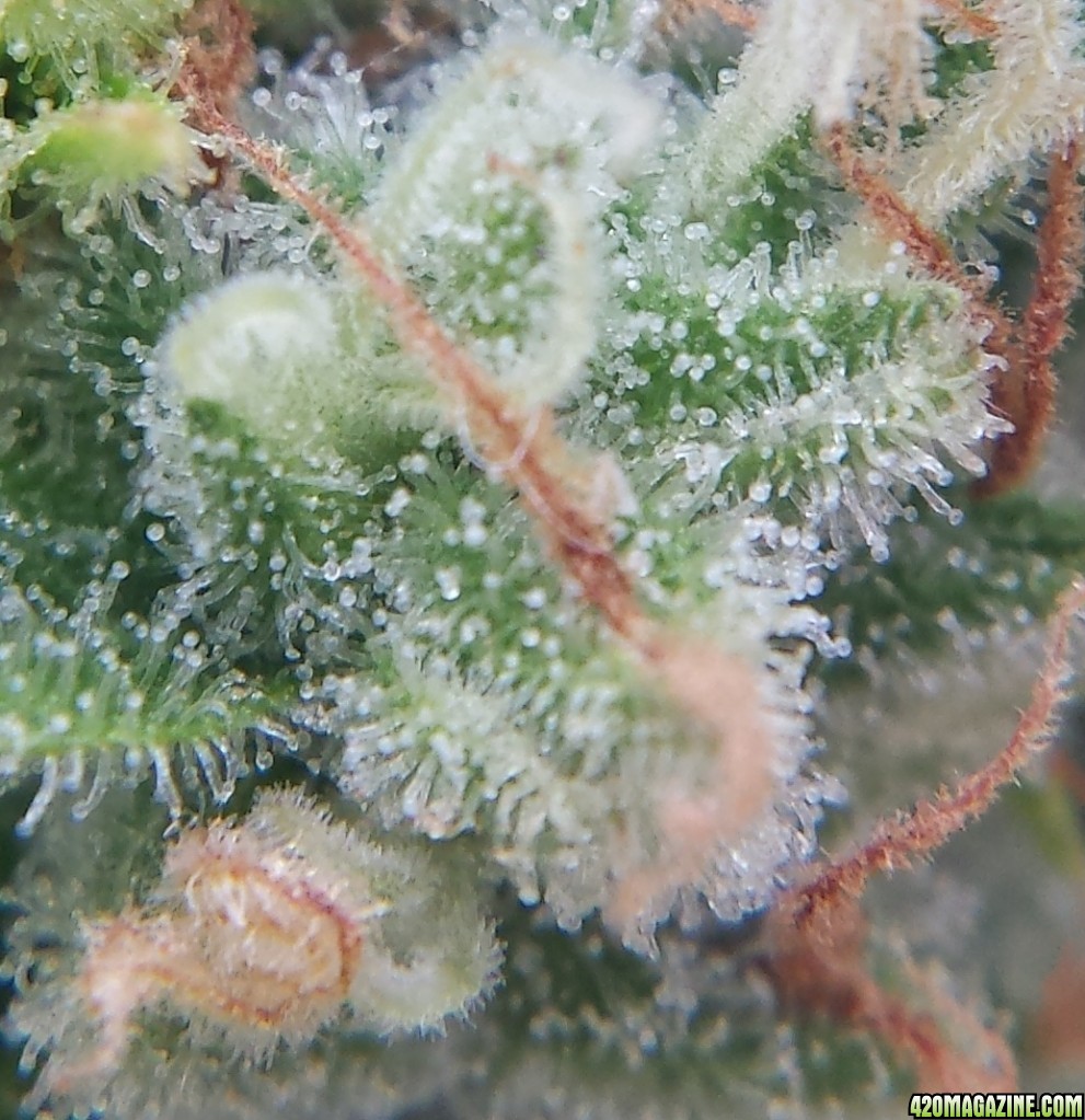 AK-47 bottom day 89 macro