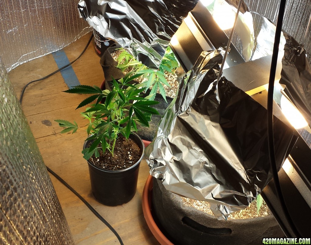 AK-47 clone already transplanted, in the shed