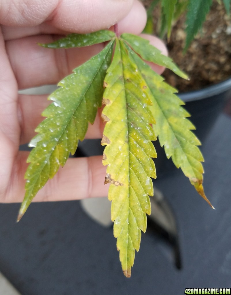 AK-47 clone leaf yellowing