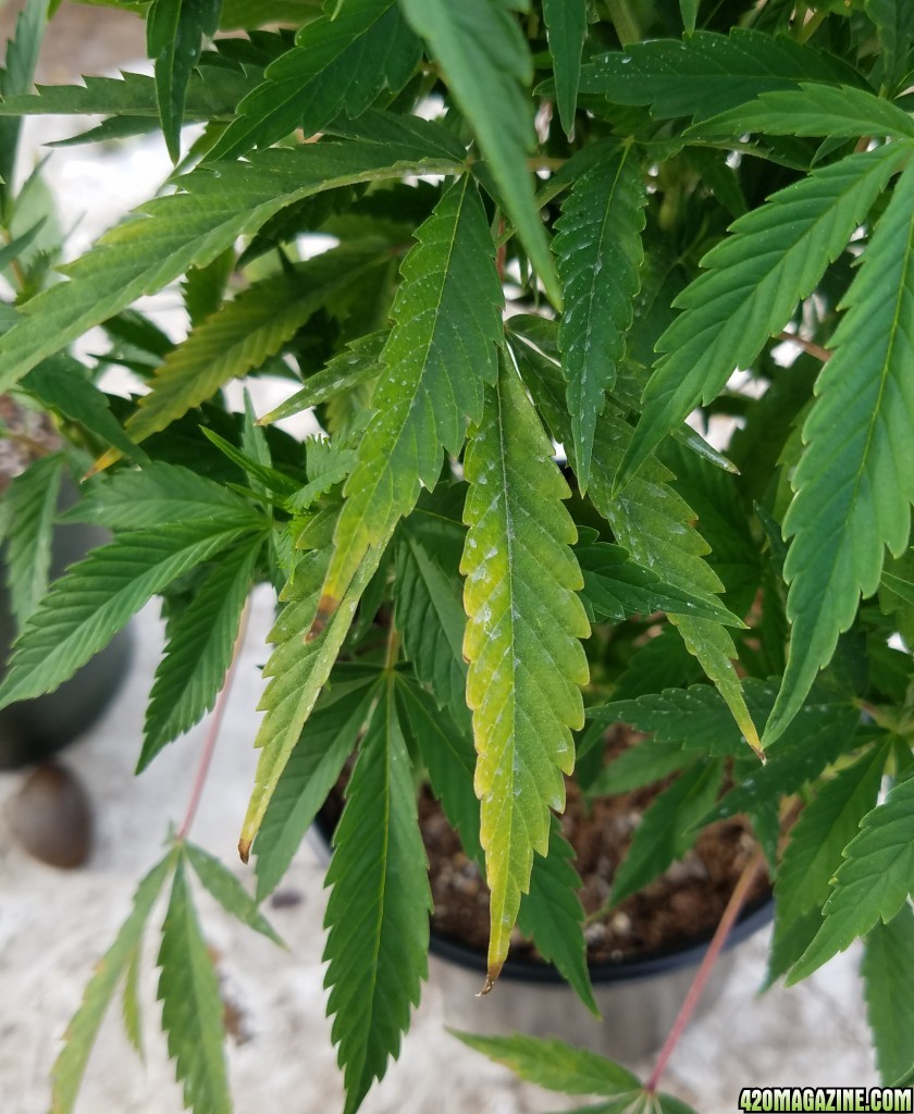 AK-47 clone leaves