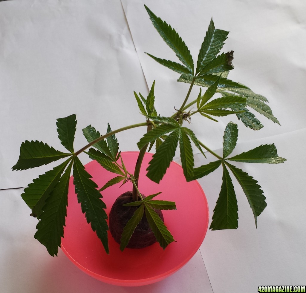 AK-47 clone now in a peat pot