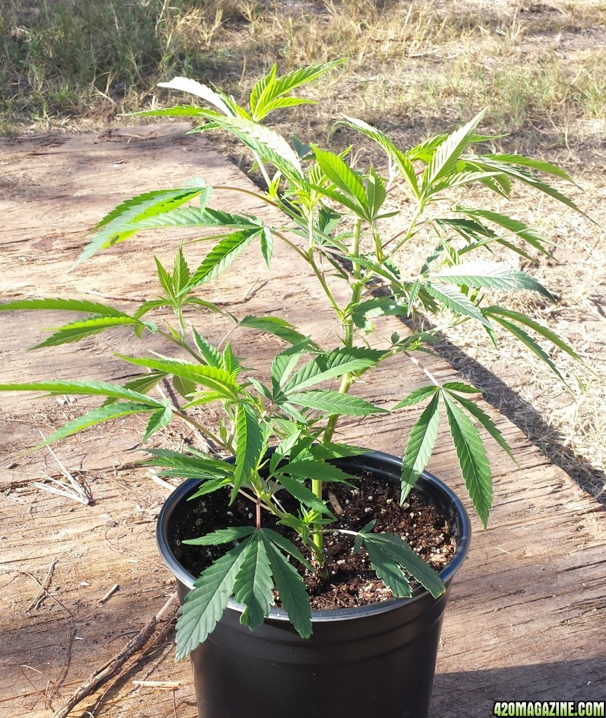 AK-47 clone transplant