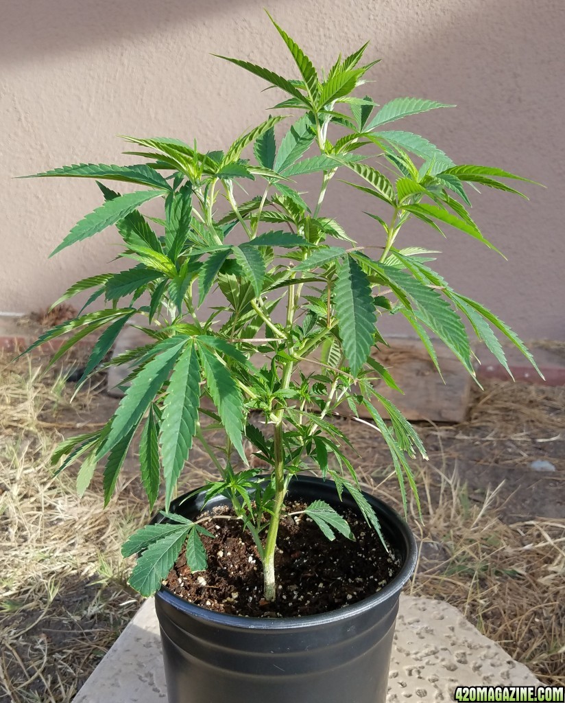 AK-47 clone transplant