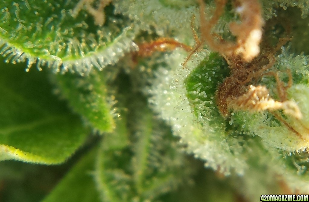 AK-47 day 103 macro