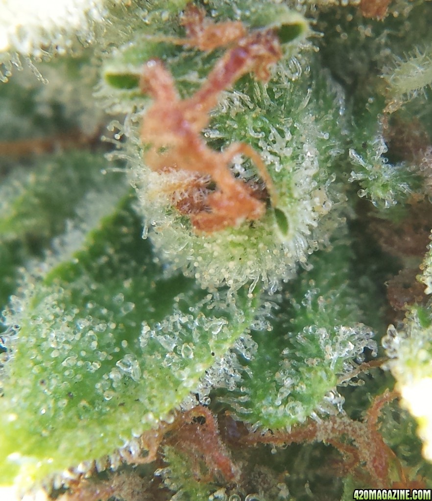 AK-47 day 103 macro