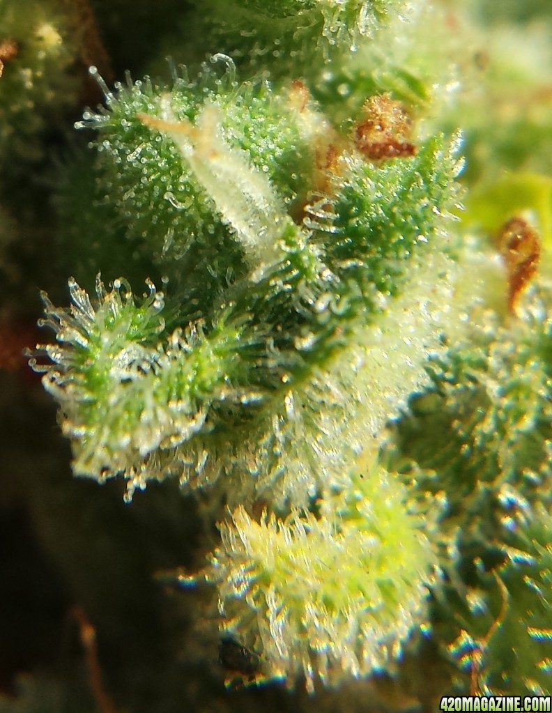 AK-47 day 103 macro