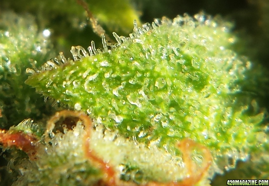 AK-47 day 103 macro